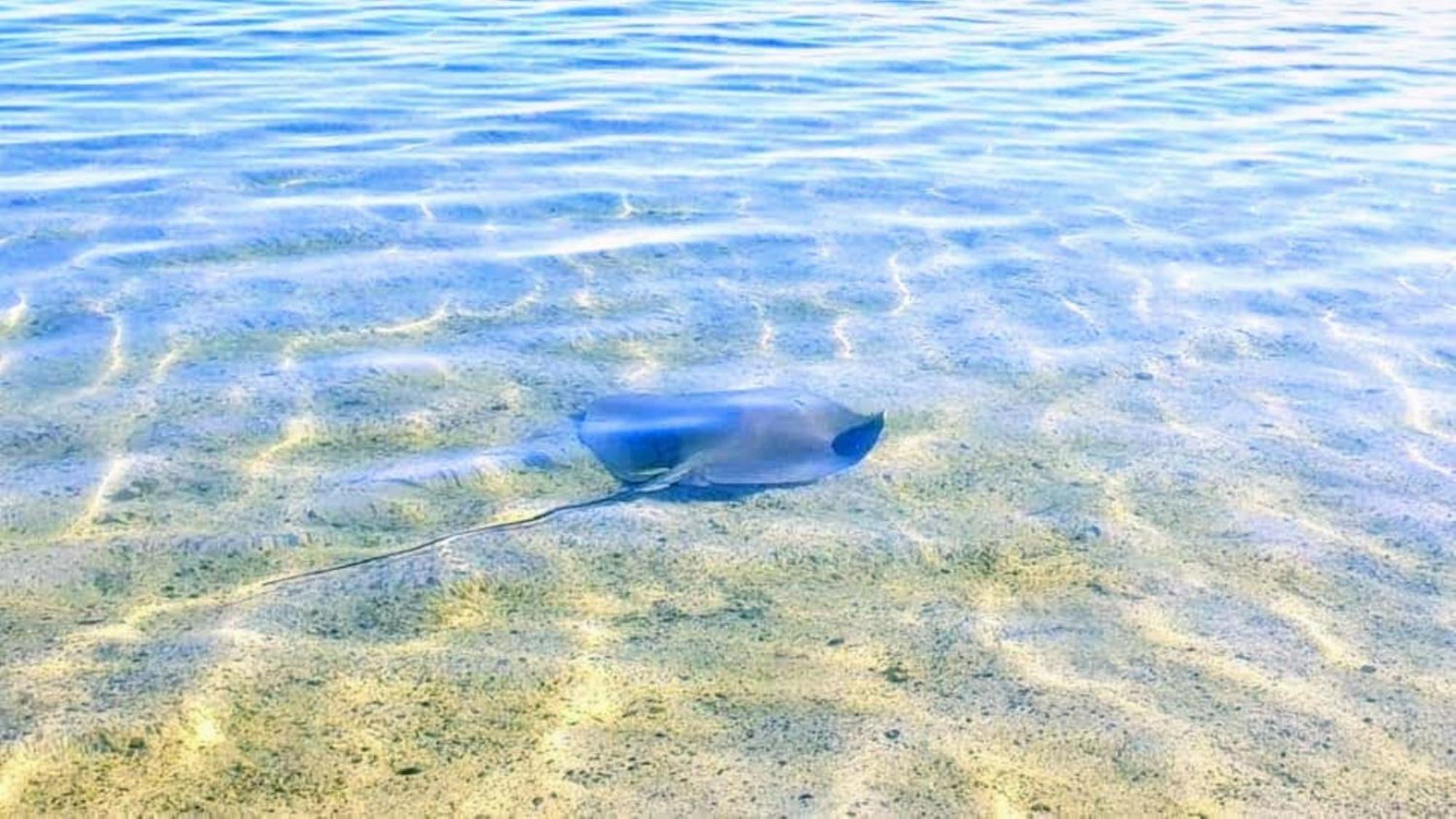 Moorea - Fare Taina Nui Haapiti Luaran gambar
